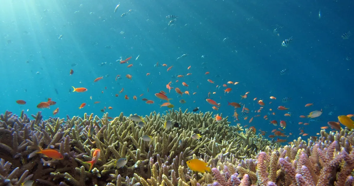 Sharm El Sheikh Diving & Relaxation — 7 nights — main image
